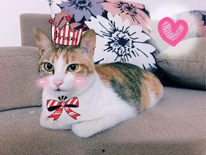 娱乐吃瓜君二豆猫