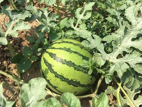 疫情期间娱乐圈吃瓜,吃瓜群众见证的幕后风云